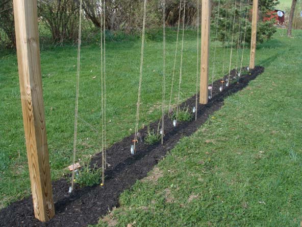hop-trellis-4-09