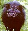 giant-forest-hog