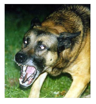 !aggressivedog